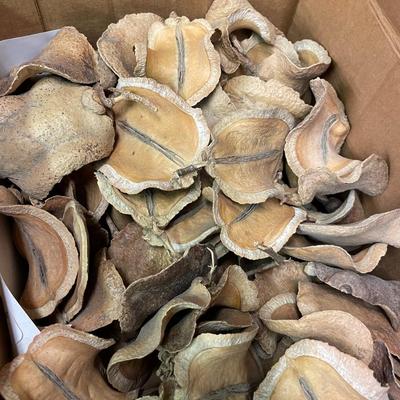 Lot of Art Supplies - Bone Beads, Jacaronda Pods