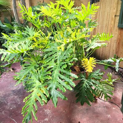 Lot #191  Large Philodendron in plastic pot - this thing is HUGE