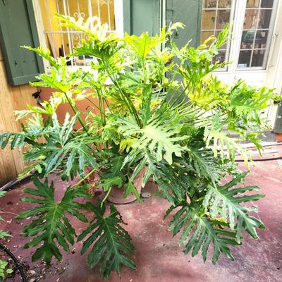 Lot #191  Large Philodendron in plastic pot - this thing is HUGE