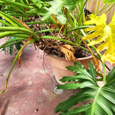 Lot #191  Large Philodendron in plastic pot - this thing is HUGE
