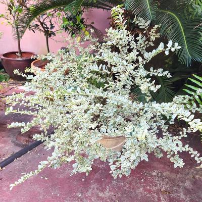 Lot #192  Chinese Privet Plant (Ligustrum Sinense) in Terra Cotta Pot