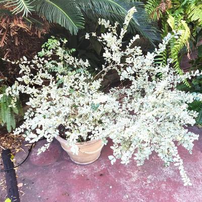 Lot #192  Chinese Privet Plant (Ligustrum Sinense) in Terra Cotta Pot