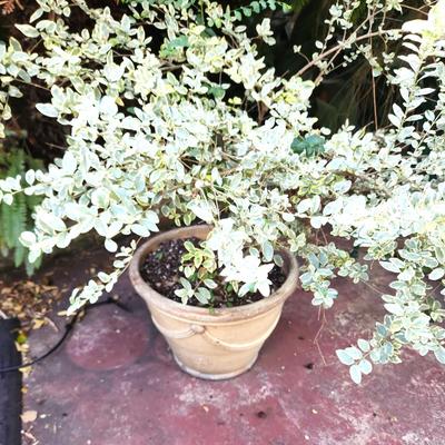 Lot #192  Chinese Privet Plant (Ligustrum Sinense) in Terra Cotta Pot