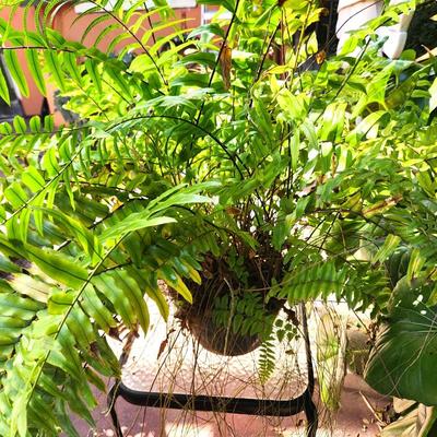 Lot #193  Boston Fern in Plastic Pot