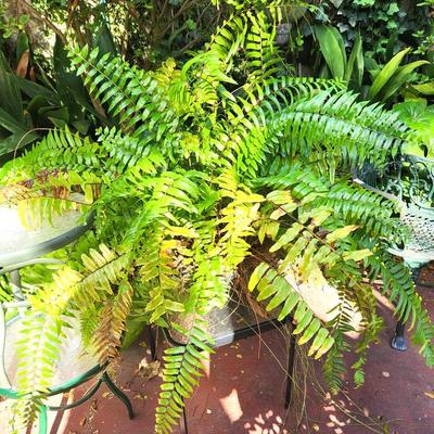 Lot #193  Boston Fern in Plastic Pot