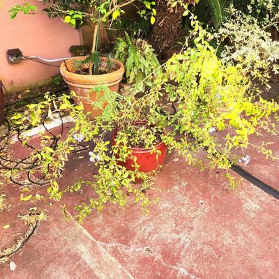 Lot #194  Plumbago Auriculata in large pottery pot