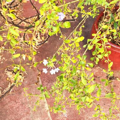 Lot #194  Plumbago Auriculata in large pottery pot