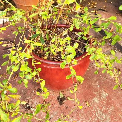 Lot #194  Plumbago Auriculata in large pottery pot