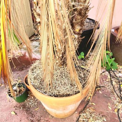 Lot #195  Large Mature Palm Tree - almost 6 feet tall!
