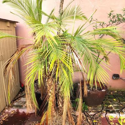 Lot #195  Large Mature Palm Tree - almost 6 feet tall!