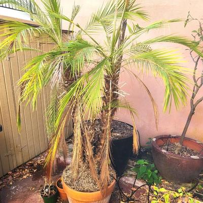Lot #195  Large Mature Palm Tree - almost 6 feet tall!