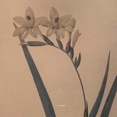 Framed Botanical Prints (BR3-KW)