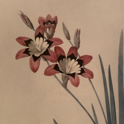 Framed Botanical Prints (BR3-KW)