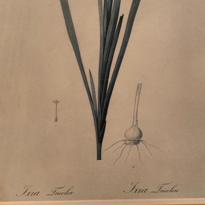 Framed Botanical Prints (BR3-KW)