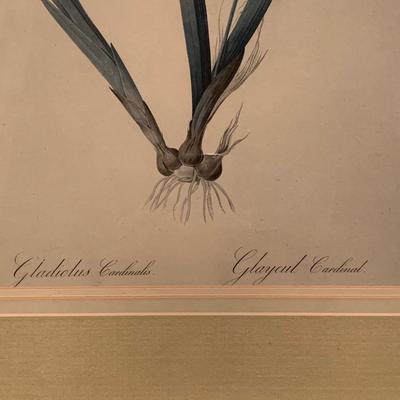 Framed Botanical Prints (BR3-KW)