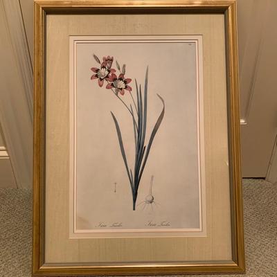 Framed Botanical Prints (BR3-KW)
