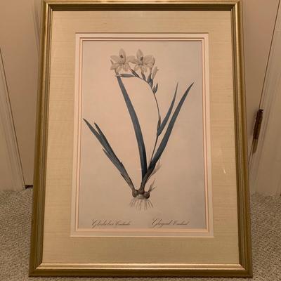 Framed Botanical Prints (BR3-KW)