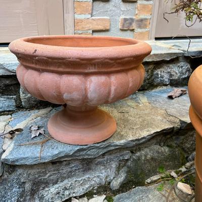 Potted Arborvitae Plant & Terracotta Pots (P-RG)