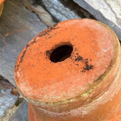 Potted Arborvitae Plant & Terracotta Pots (P-RG)