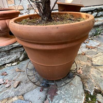 Potted Arborvitae Plant & Terracotta Pots (P-RG)