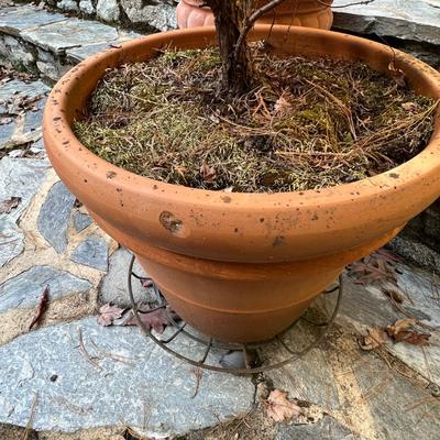 Potted Arborvitae Plant & Terracotta Pots (P-RG)