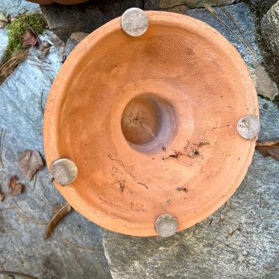 Potted Arborvitae Plant & Terracotta Pots (P-RG)