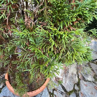 Potted Arborvitae Plant & Terracotta Pots (P-RG)