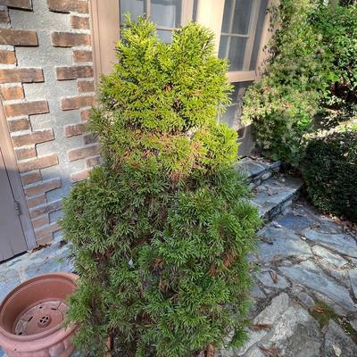 Potted Arborvitae Plant & Terracotta Pots (P-RG)