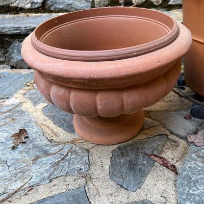 Potted Arborvitae Plant & Terracotta Pots (P-RG)