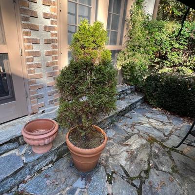 Potted Arborvitae Plant & Terracotta Pots (P-RG)
