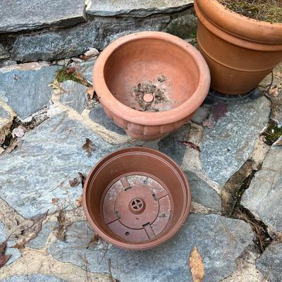 Potted Arborvitae Plant & Terracotta Pots (P-RG)