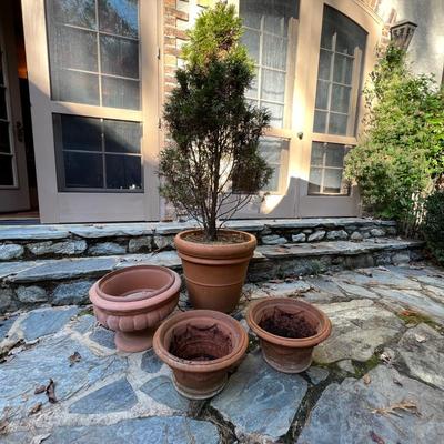 Potted Arborvitae Plant & Terracotta Pots (P-RG)