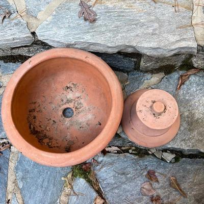 Potted Arborvitae Plant & Terracotta Pots (P-RG)
