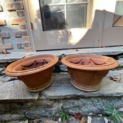Potted Arborvitae Plant & Terracotta Pots (P-RG)