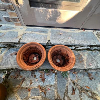 Potted Arborvitae Plant & Terracotta Pots (P-RG)