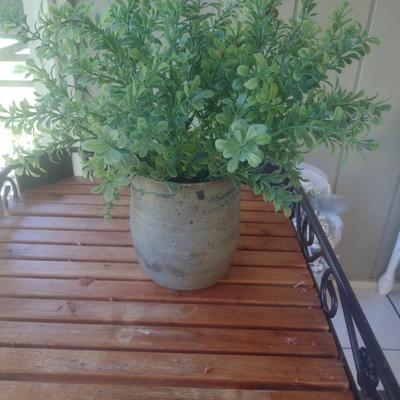 Live Plant in Pottery Pot