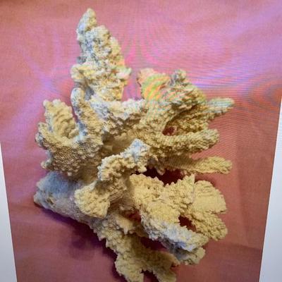 Sea Coral White Lace 6