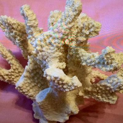 Sea Coral White Lace 6" x 5" x 6"