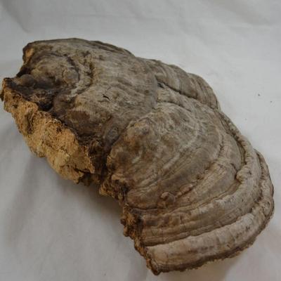 Very Large Shelf Fungi Polypore 18â€x12â€x6â€