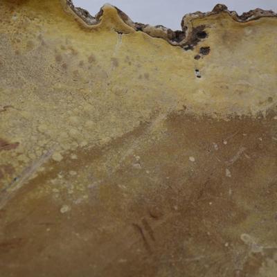 Very Large Shelf Fungi Polypore 18â€x12â€x6â€