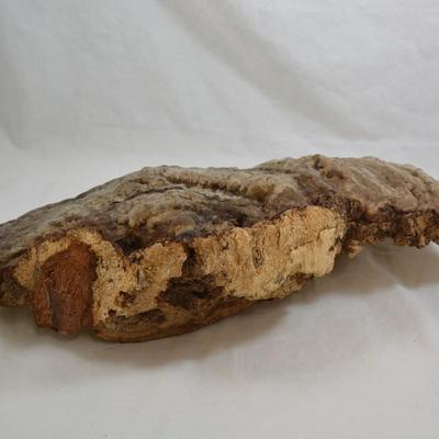 Very Large Shelf Fungi Polypore 18â€x12â€x6â€