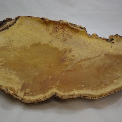 Very Large Shelf Fungi Polypore 18â€x12â€x6â€