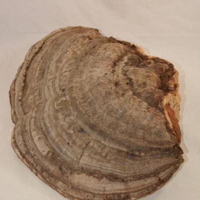 Very Large Shelf Fungi Polypore 18â€x12â€x6â€