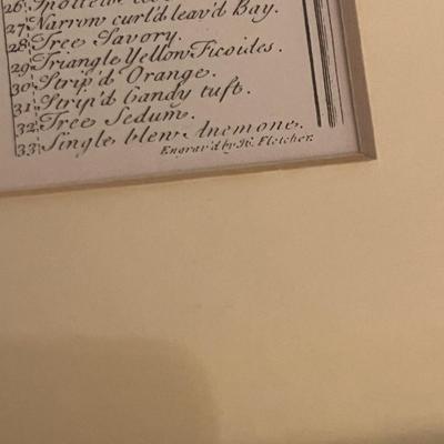 Framed Floral Prints by H. Fletcher (BR3-MG)