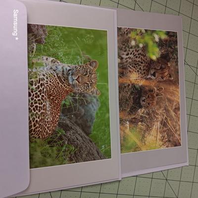 Animal Cards 