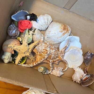 Beautiful & unique Shell collection