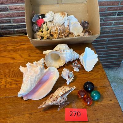 Beautiful & unique Shell collection