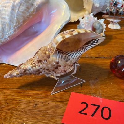 Beautiful & unique Shell collection