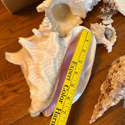 Beautiful & unique Shell collection