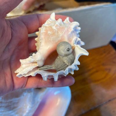 Beautiful & unique Shell collection